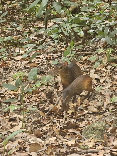 Iack's Red-rumped Agouti