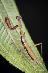 Notomantis brunneriana