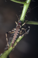 Matuanus elegans
