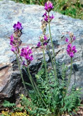 Oxytropis sibajensis