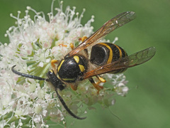 Dolichovespula sylvestris