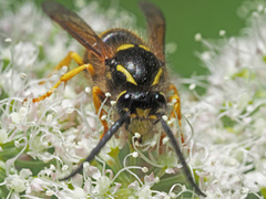 Dolichovespula sylvestris