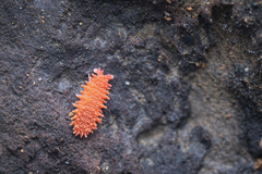 Caledonimeria mirabilis