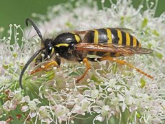 Dolichovespula sylvestris