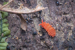 Caledonimeria mirabilis