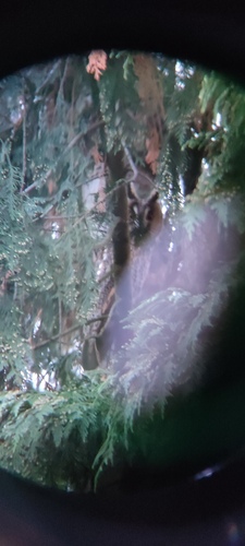 View observation of {o.common_name} on iNaturalist