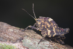 Hyperyboella orphania