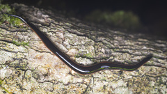 Australopacifica sowerbyi