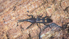 Perroudia victoris