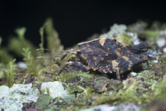 Hyperyboella orphania