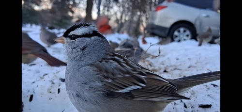 White-crowned Sparrow