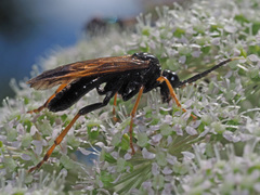 Tenthredo crassa