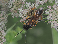 Tenthredo crassa