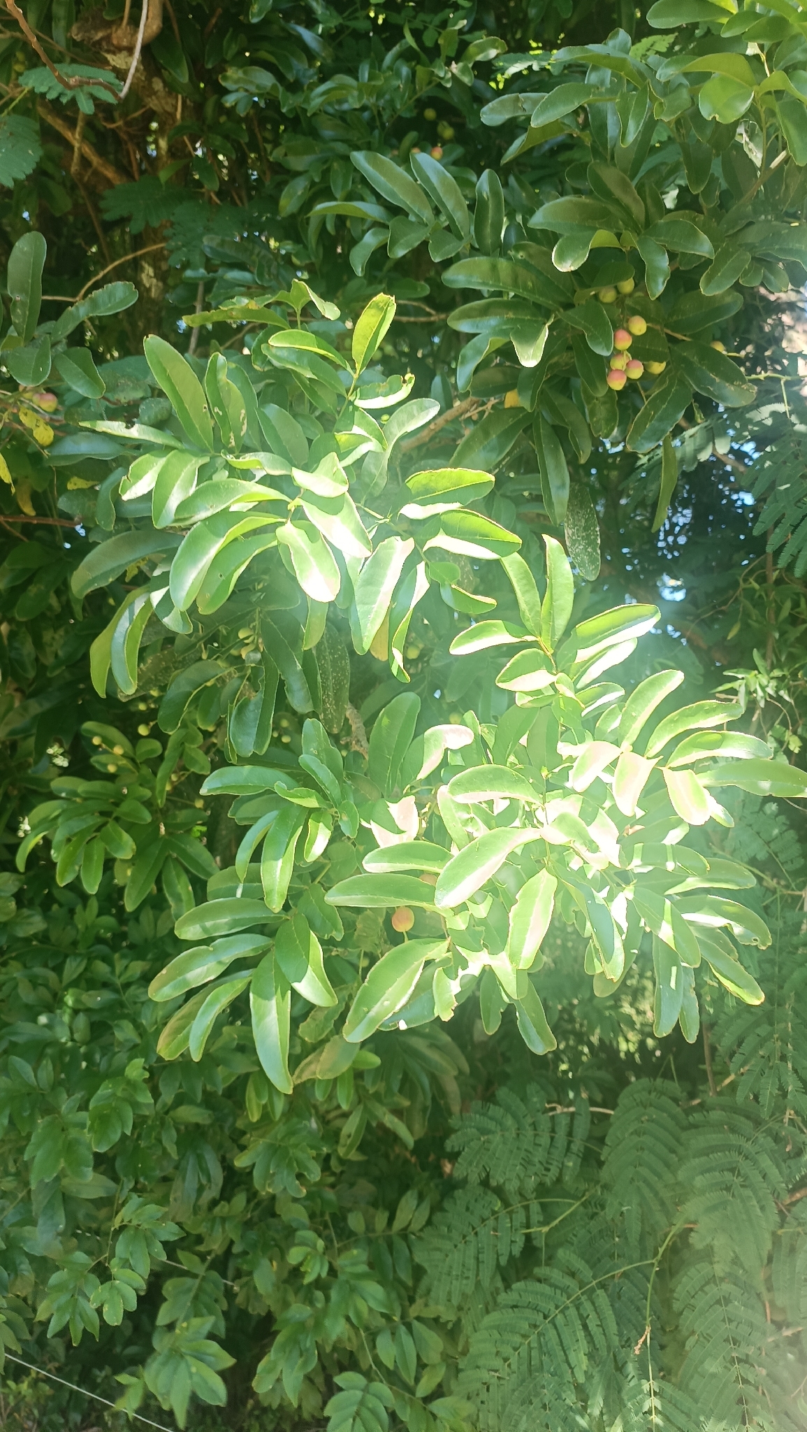 Matayba elaeagnoides
