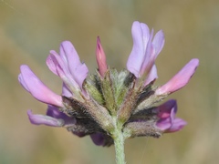 Astragalus fedtschenkoanus