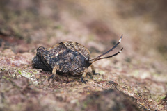 Hyperyboella orphania