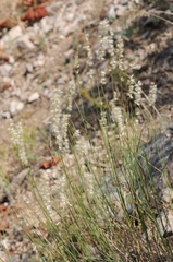 Melica persica