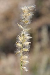Melica persica