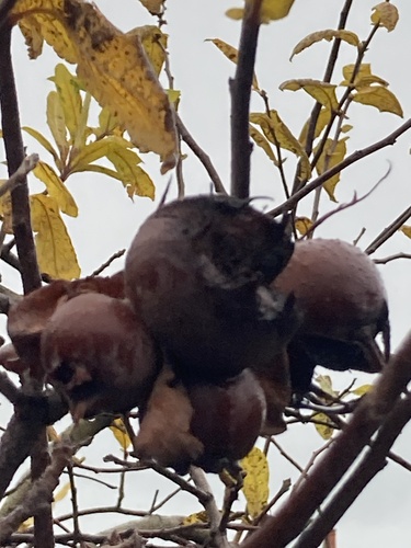 Medlar (Crataegus germanica)