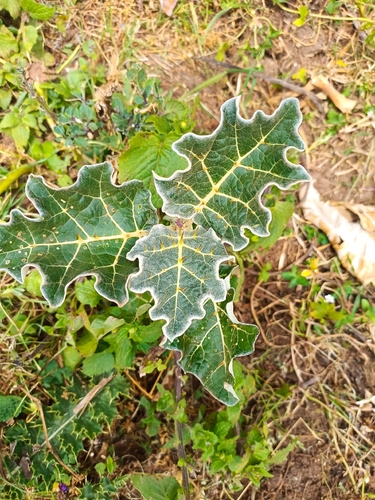 white-margined nightshade