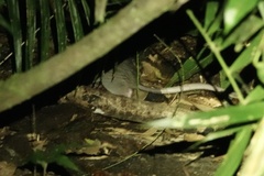 Uromys caudimaculatus