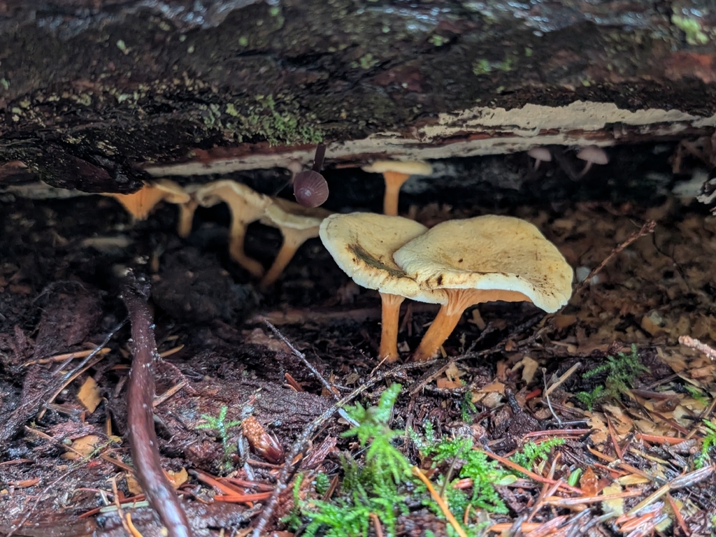 Hygrophoropsis aurantiaca · November 2025 · photo: © criminy (iNaturalist, cc-by)