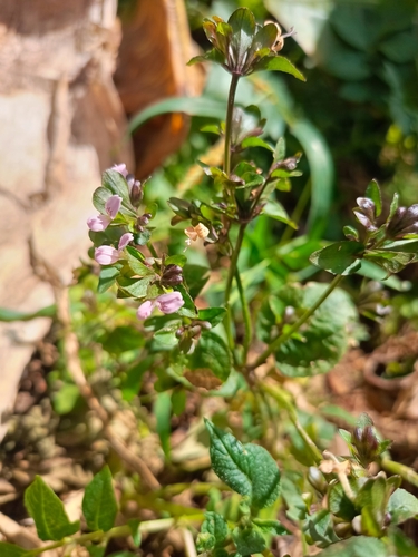 Hypoestes triflora