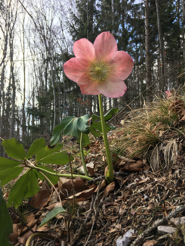Helleborus niger