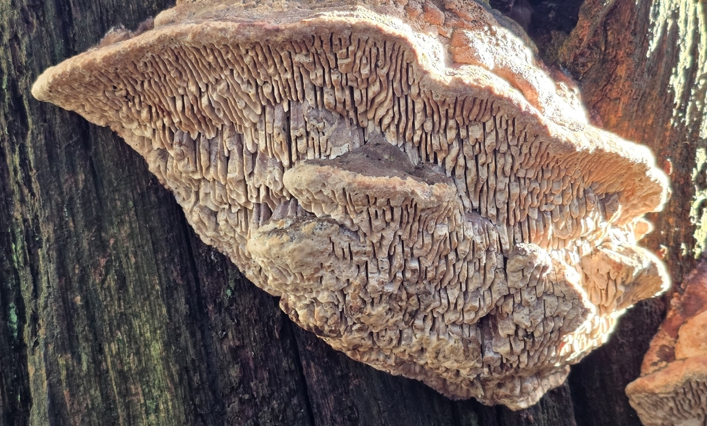 Fomitopsis quercina · December 2025 · photo: © sabear (iNaturalist, cc0)