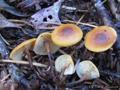 Heimiomyces fulvipes