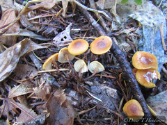 Heimiomyces fulvipes