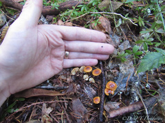 Heimiomyces fulvipes