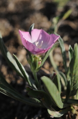 Convolvulus lineatus