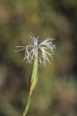 Dianthus kuschakewiczii