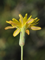 Pseudopodospermum inconspicuum