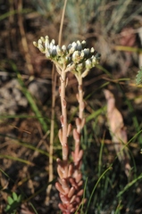 Pseudosedum affine