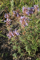 Dracocephalum integrifolium