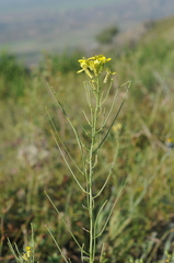 Erysimum canescens