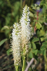 Veronica porphyriana