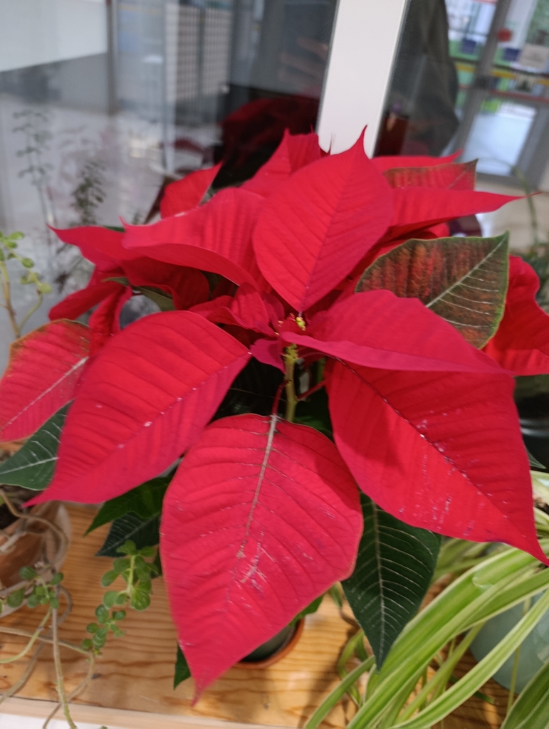 Euphorbia pulcherrima