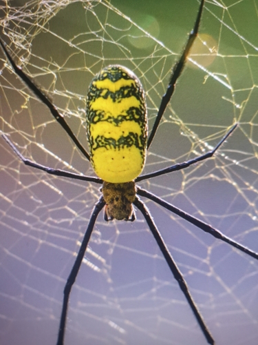 Hairy Golden Orb-weaving Spider
