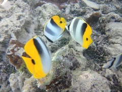 Chaetodon ulietensis