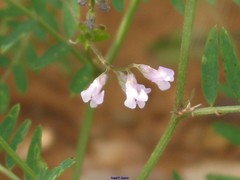 Vicia pubescens