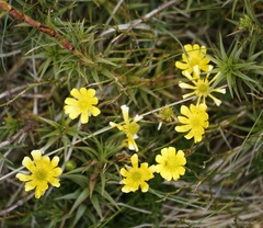 Ranunculus gunnianus
