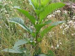 Nicotiana rustica