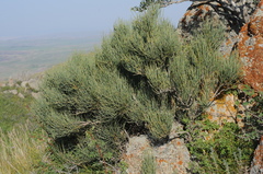Ephedra equisetina