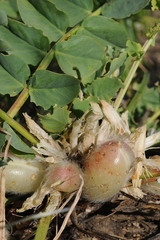 Astragalus schanginianus