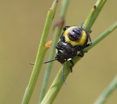 Aplerotus maculatus