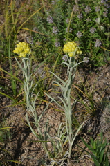 Helichrysum maracandicum