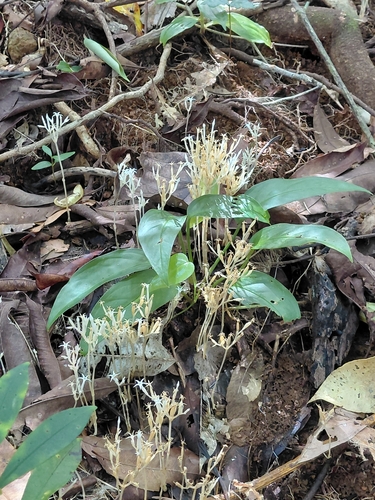 parasitic ghostplant (Voyria parasitica)